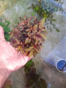 tanaman aquascape ludwigia glondulosa media wabikusa