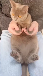 Cat nail clippers with light pet dog scissors to illuminate the blood line kitten rabbit novice nail clipping