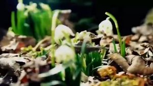 COD HICUT Timer Alat Penyiram Tanaman Digital Otomatis Watering Sprinkler IPX5 - HCT-M05