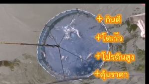 อาหารกุ้ง โปรตีน 38% อาหารเม็ดจมโปรตีนสูง อาหารกุ้งฝอย กุ้งเครฟิช กุ้งก้ามกราม กุ้งเคระและกุ้งทุกชนิด อาหารกุ้งก้ามกราม อาหารกุ้งเคระ - Lazada