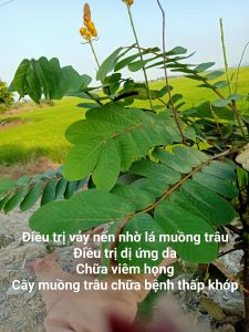 1Kg Lá Muồng Trâu Tươi/khô