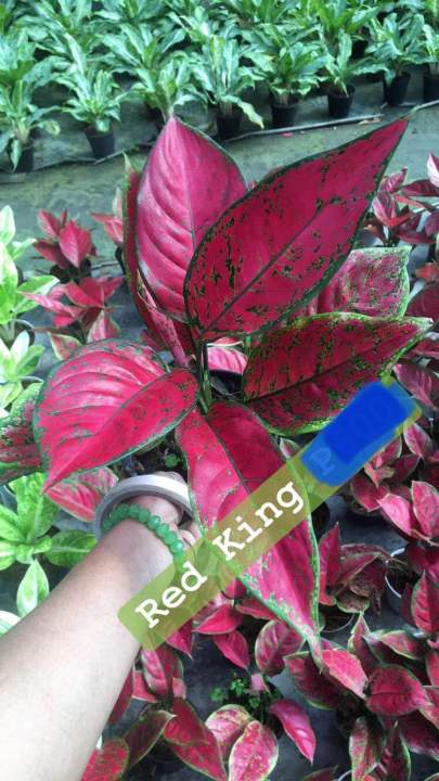 *Plants for sale Aglaonema RED KING* | Lazada PH
