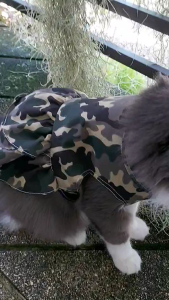 😺ชุดสัตว์ลายทหารสำหรับน้องเหมียว สินค้าพร้อมจัดส่ง😺