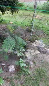 Jaring Ayam Lubang 2x2 cm & Jaring Pagar Tanaman