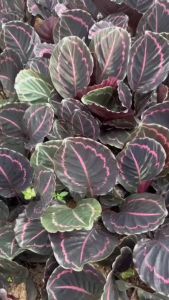 Bunga Hidup - Tanaman Hias Calathea Black Lipstik Bibit Import