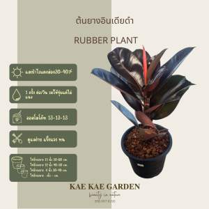 ต้นยางอินเดียดำยางอินเดียนิยมปลูกเป็นไม้กระถางมีลำต้นขนาดใหญ่แข็งแรงใบหนาดกสีเขียวสดผิวใบมันเพาะพันธุ์ง่ายเจริญเติบโตได้ดีในอากาศร้อน