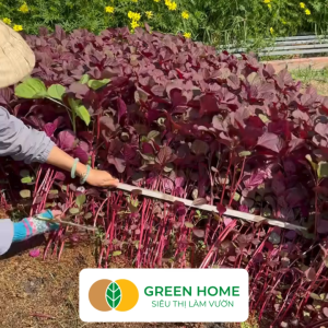 Hạt Giống Rau Dền Đỏ GreenHome Gói 20gr~7000 hạt Dễ Trồng Quanh Năm Thu Hoạch Nhanh R24