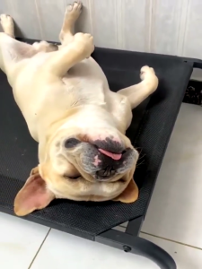 BALIKRUMAH Elevated Pet Bed Dog Bed Cat Bed Bigger Size Breathable Cooling Mesh Steel Frame House Anti Skin Disease Tempat Tidur Peliharaan 宠物床