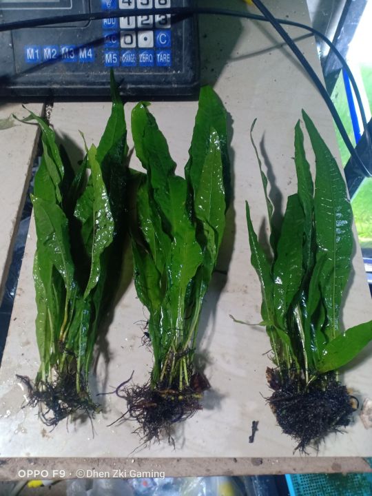 java fern lowtech aquatic plants | Lazada PH