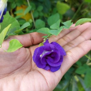 Blue ternatea herb 10 seeds outdoor garden vine plant