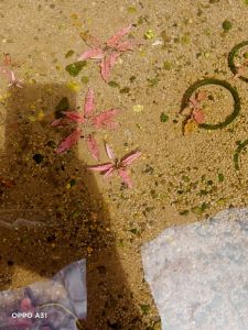 cryptocorine plamingo pink tanaman aquascape