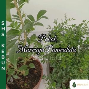 Murraya Paniculata Min-A-Min Orange Jasmine Orange Jessamine Kemuning Mock Lime China Box Mock Orange Burmese Boxwood Pokok Outdoor SHS Kebun