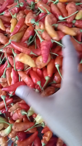 Benih Cabe Rawit Prentul GANNA 10 gram Cap Haraka Cabai Setan Lebat Tahan Penyakit