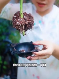 High Pressure Propagation Ball: A Revolutionary Plant Rooting Device