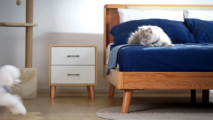 Hills Science Diet Feline Adult Perfect Digestion Salmon 1.58kg