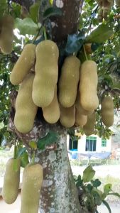 Bibit Cempedak Manis & Unggul: Panduan Lengkap