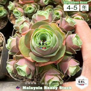 Succulent Rose/ Mountain Rose/ Greenovia Succulent Rose- Malaysia