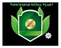 Bibit pohon Bidara Arab. 