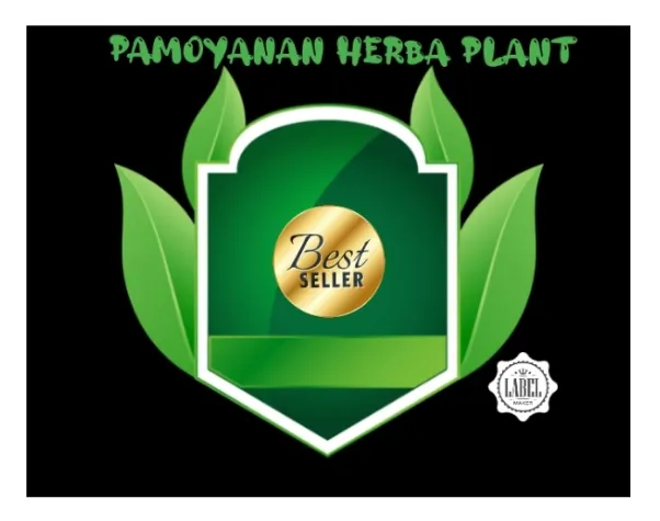Bibit%20pohon%20Bidara%20Arab%20-%20Image%203