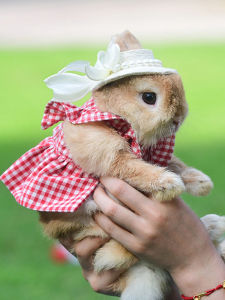 Rabbit Clothing: A Guide to Plaid Rabbit & Guinea Pig Outfits
