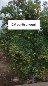 Bibit Jeruk Pontianak Manis Sudah Berbuah