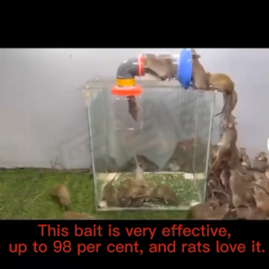 ⬆︎Upgraded Powerful Formula Rat KillerPowerful Rat Poison50g/100g5/10/20 pcs100% EffectiveRodenticideMouse KillerRat BaitLason Sa DagaMoth BallsPamatay dagaKitchen/Warehouse/Farm
