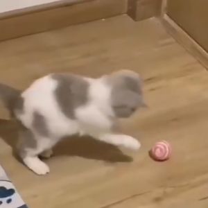 Cat Toys Pet Toys Dog Toys Sisal Rope Weave Ball Teaser Play Chewing Rattle Scratch Toy
