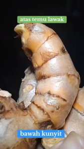 1 kg Temulawak Segar / 500 gram Temu Lawak Kuning