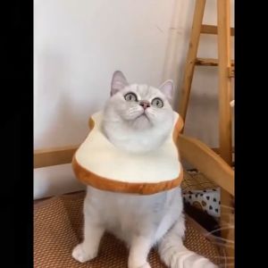 【AP AIMAYAPET】Elizabeth Collar Anti-Scratch Anti-Licking Adjustable Pet Protective Collar Pets Recovery Collar After Surgery Elizabeth Collar Avocado Design