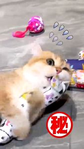 Pet Cat Plush Pillow Catnip Bolster Pillow Mini Cute Cat Catnip Pet Toy Bantal Kucing Mainan Kucing