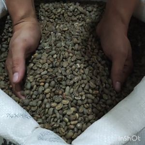 GREEN BEAN KOPI MENTAH ARABIKA TORAJA KALOSI SEMI WASH GRADE 1 - 1KG