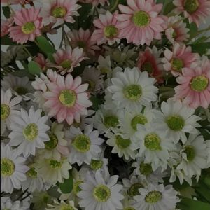 Bunga daisy / Desi monstera cabang 7 - Bunga plastik palsu - bunga Mawar Krisan Aster  artificial dekorasi termurah - import dekor pelaminan