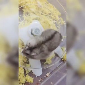 Hamster Flying Saucer Wheel silent hedgehog honey bag flying saucer running sports pet toy