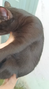 Xịt viêm da nấm ghẻ cho Chó Mèo dạng chai 50ml & 100ml (mẫu mới) - Hara Pet Store