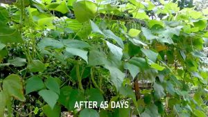 VALUE PACK (10 SEEDS) BAGUIO BEANS SEEDS/BARAK BEANS/HYBRID/EASY TO GROW/HIGH YIELDING