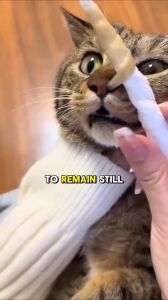 [President Pet] Selsema Flu Relief Appetite Booster General Health Booster for Cats and Dogs