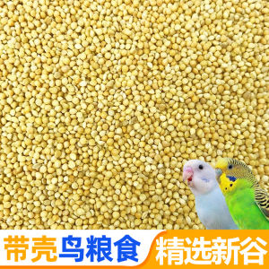 New Shell on Yellow Millet Seed Parrot Food Small Medium Size Parrot Bird Feed Bird Food Five Pounds Tiger Tail Peafowl Flower