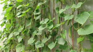High Yielding Cucumber Seeds: A Comprehensive Guide