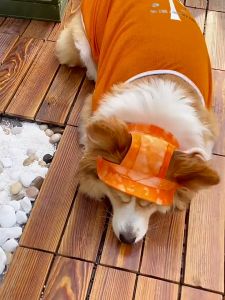 Mũ nón cho chó mèo nón vành che nắng cho thú cưng (mẫu mới) - Hara Pet Store