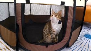 Cat Tent Delivery Room for pregnant Pet Playpen Dog Cat House Portable Trave Foldable Pet Supplies