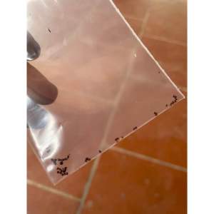 Hoàng kì nam hạt giống (5 lá) tặng 3 quả giống an xoa tím