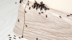 Ant Killer Spray Solution 500ml Powerful Ant Control Effective Ant Killer Spray for Home Garden and Kitchen Use