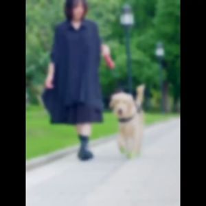 Vỏ bọc bảo vệ chân cho Chó Mèo co giãn tự dính (Combo: 3 Cuộn) - Love Pets Shop