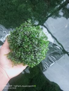 Moss Aquascape|Hiasan akuarium