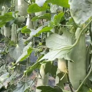 70 เมล็ด แตงน้ำผึ้ง เมล็ดพันธุ์แตงน้ำผึ้ง เมล็ดแตงน้ำผึ้ง แตงไทย   เมล็ดแตงน้ำผึ้ง เมล็ดแตงไทยน้ำผึ้ง  โตไว ลูกดก