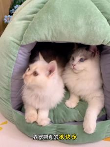 PAPIFEED Electric Fur Removal Device Handheld Dogs and Cats Floating Hair Sofa Fantastic Fuzz Remover Bed Vacuum Cleaner Cat Hair