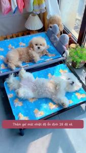 Thảm mát cho thú cưng Super Cool – Đệm gel lạnh chống nóng cho chó mèo dễ làm sạch SHOPE