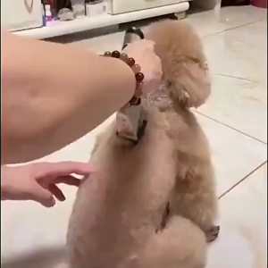 PUCUK BaoRun Pro Alat Mesin Cukur Elektrik Bulu Hewan Domba Kambing Kucing Anjing Cas Tanpa Kabel K5