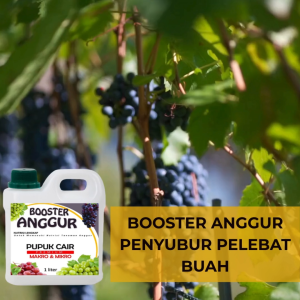 Pupuk Anggur Cepat Berbuah | Pupuk Pelebat Buah Anggur dan Anti Rontok|Pupuk Booster Buah Anggur