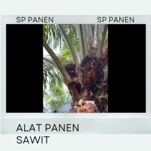 Dodos Sawit 777 Asli Malaysia - Dodos Sawit Asli Paling Tajam